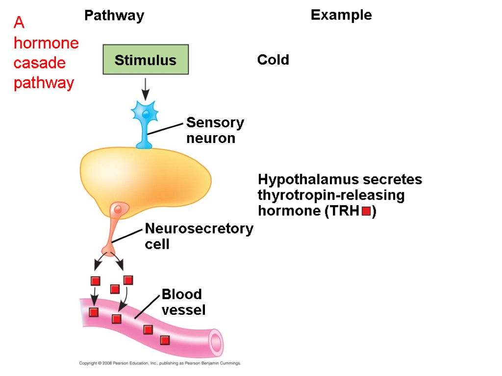 Chapter 45 Hormones and the Endocrine System. Overview